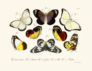 Vlinders