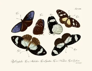 Vlinders