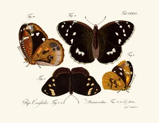 Vlinders