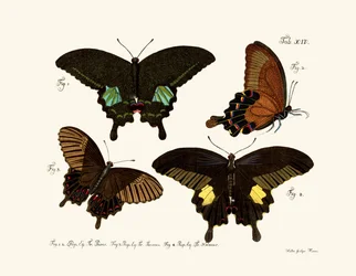 Vlinders