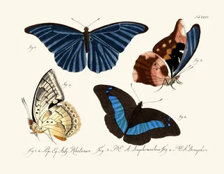 Vlinders