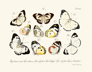 Vlinders