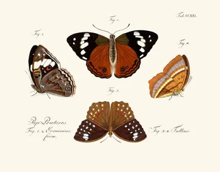 Vlinders