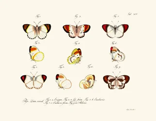 Vlinders
