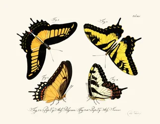 Vlinders