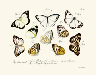 Vlinders