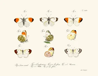 Vlinders