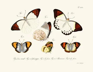 Vlinders