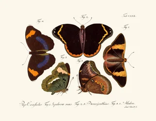 Vlinders