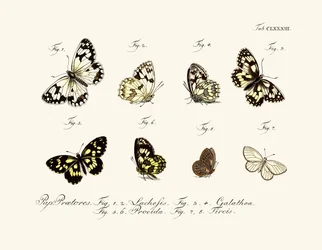 Vlinders