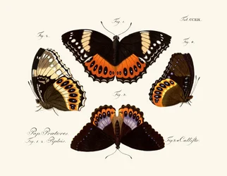 Vlinders