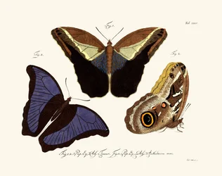 Vlinders, 1783-1806