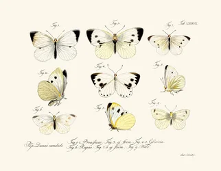 Vlinders, 1783-1806