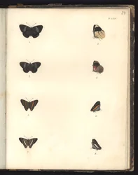 Vlinders, Pl. XXIV, illustratie uit Recueil d