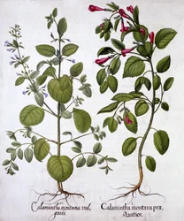 Kalmoes, uit Hortus Eystettensis, door Basil Besler, gepubliceerd 1613