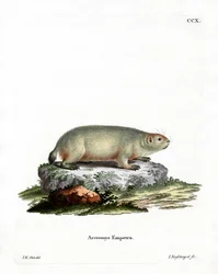 Canadese Marmot