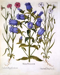 Mariëtteklokjes en Korenbloemen, uit Hortus Eystettensis, door Basil Besler, 1613