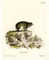 Kaapse klipdas