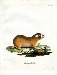 Kaapse Molrat
