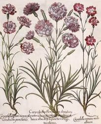 Anjers: 1.Caryophyllus flore majore; 2. Caryophyllus flore minor pleno rubescens punctatus; 3.Caryophyllus miniatus medis albescens, uit de Hortus Eystettensis door Basil Besler (1561-1629), uitgegeven