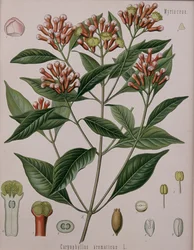 Caryophyllus Aromaticus (Kruidnagel)