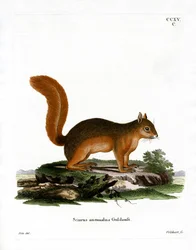 Kaukasische Eekhoorn