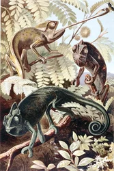 Kameleon, plaat uit 