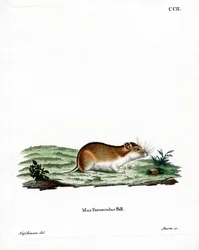 Chinese Gestreepte Hamster