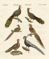 Chinese vogels