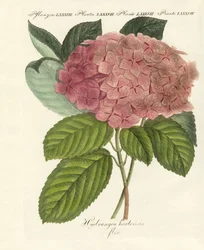 Chinese bloemen