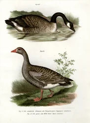 Chinese Gans, 1864