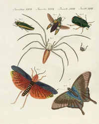 Chinese insecten