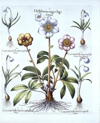 Kerstroos en Sneeuwklokvariaties, uit Hortus Eystettensis, door Basil Besler, 1613