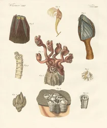 Cirrhipodas, borstelwormen of brachiopoden