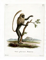 Colobus Aap