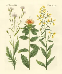 Gekleurde planten