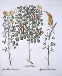 Coluteaboom en Cytisus variëteiten, uit Hortus Eystettensis, door Basil Besler, 1613