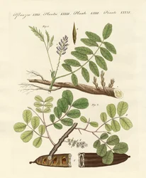 Commerciële planten