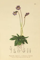 Gewoon Vetblad (Pinguicula vulgaris)