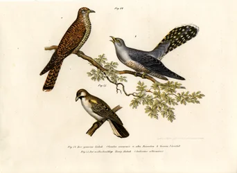 Koekoek, 1864