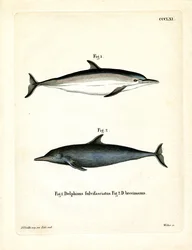 Gewone Dolfijn