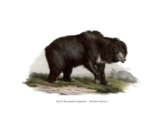 Indische Luiaardbeer, 1860