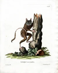 Gewone Muisopossum