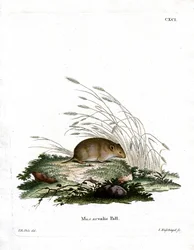 Gewone Woelmuis