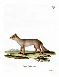 Corsac vos