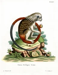 Katoenkoptamarin