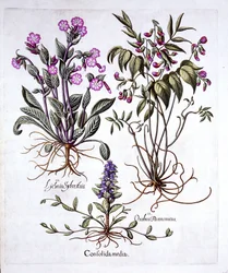 Kruipend zenegroen, voorjaarswikke en rode koekoeksbloem, uit Hortus Eystettensis, door Basil Besler (1561-1629), gepubliceerd in 1613