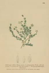 Kruipende Sandwort