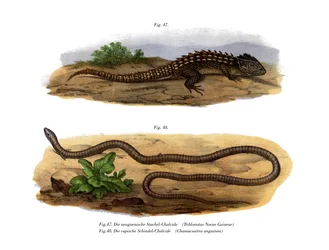 Krokodilskink