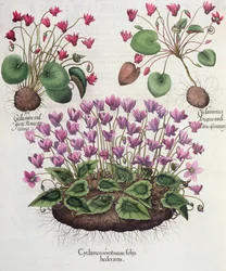 Cyclamen: 1.Cyclamen serotinum foliis hederaceis; 2.Cyclaminus longius radicatus Camerarii; 3.Cyclamen vulgare Panis porcinus, uit de Hortus Eystettensis door Basil Besler (1561-1629), uitgegeven 1613 (gravure)